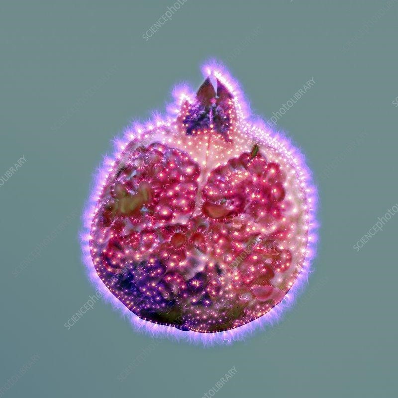 clip_image036.jpg